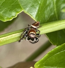 Opisthoncus nigrofemoratus