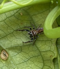 Opisthoncus nigrofemoratus