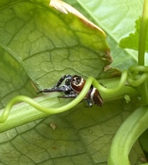 Opisthoncus nigrofemoratus