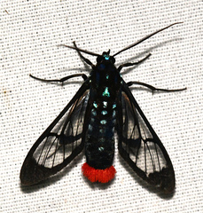 Phoenicoprocta vacillans