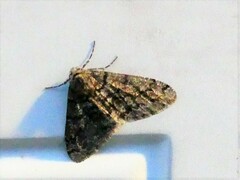 Phigalia denticulata