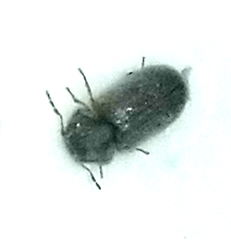 Stegobium