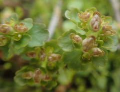 Chrysosplenium tetrandrum
