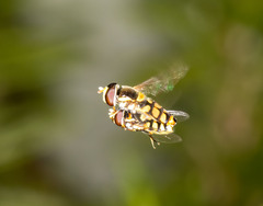 Simosyrphus