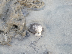 Lunarca ovalis