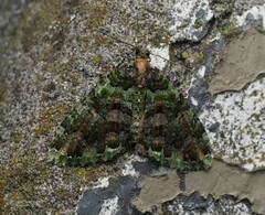 Austrocidaria similata