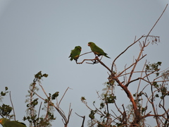 Psittacara holochlorus