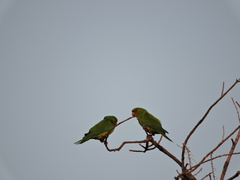 Psittacara holochlorus