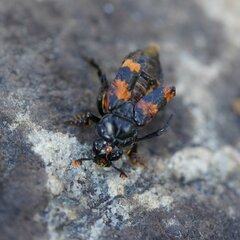 Nicrophorus investigator