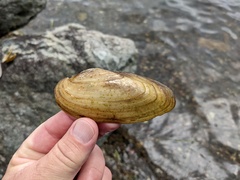 Utterbackiana implicata