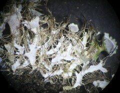 Heterodermia echinata