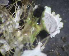 Heterodermia echinata