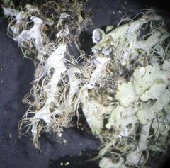 Heterodermia echinata