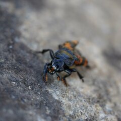 Nicrophorus investigator