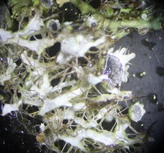 Heterodermia echinata