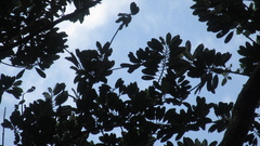 Virola multiflora