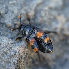 Nicrophorus investigator