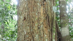 Virola multiflora