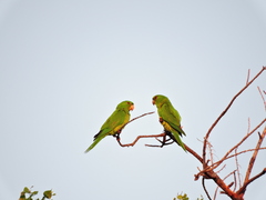 Psittacara holochlorus