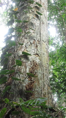 Virola multiflora