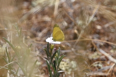 Eurema smilax