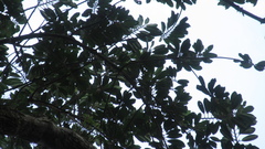 Virola multiflora
