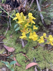 Goodenia decurrens