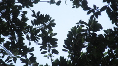 Virola multiflora