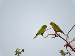 Psittacara holochlorus