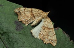 Chalastra pellurgata