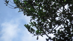 Virola multiflora