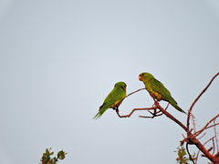 Psittacara holochlorus