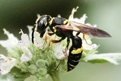 Philanthus gibbosus