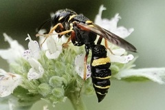 Philanthus gibbosus