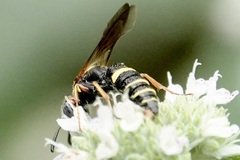 Philanthus gibbosus