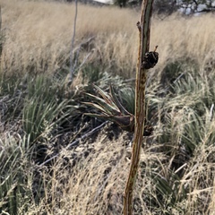 Agave schottii schottii