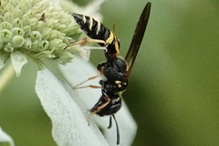 Philanthus gibbosus