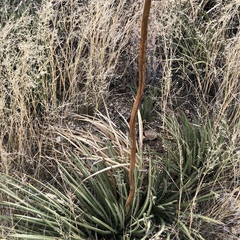 Agave schottii schottii