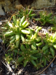 Mammillaria longimamma