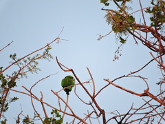 Psittacara holochlorus