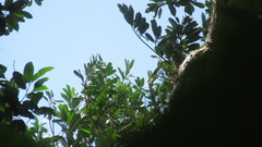 Virola multiflora