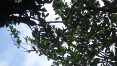 Virola multiflora