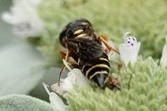 Philanthus gibbosus