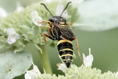 Philanthus gibbosus