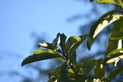 Polioptila