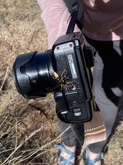 Polistes comanchus
