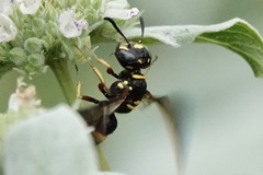 Philanthus gibbosus