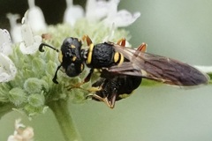 Philanthus gibbosus