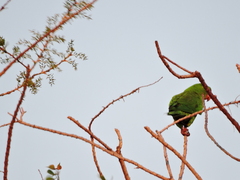 Psittacara holochlorus