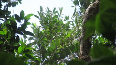 Virola multiflora